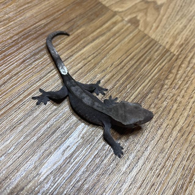 아잔틱
