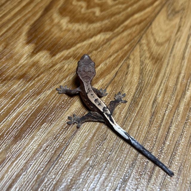 세이블