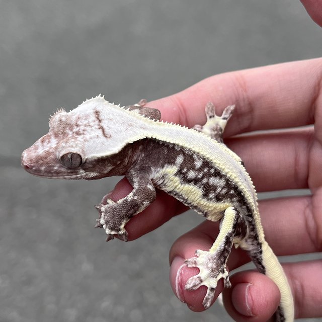 Lilly Axanthic Solid Back White Spot