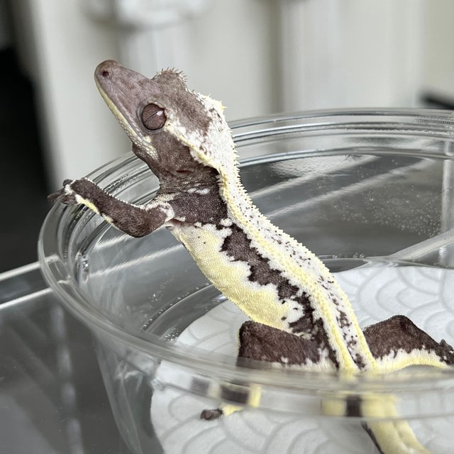Lilly Axanthic