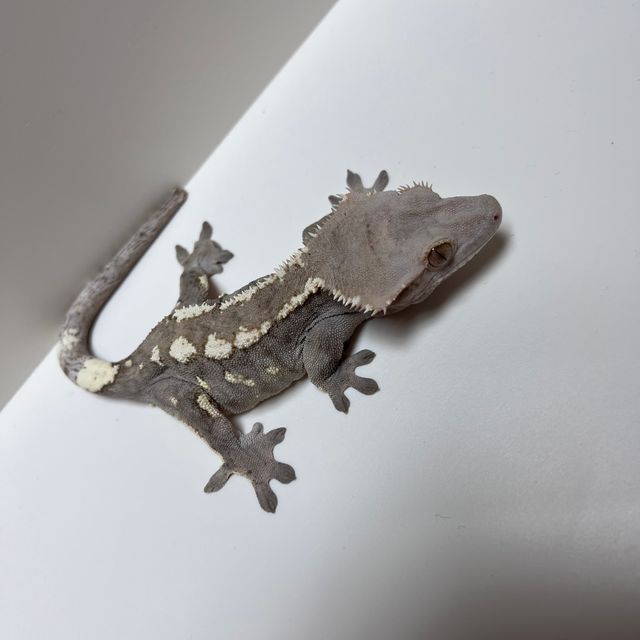 세이블
