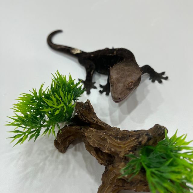 카푸치노