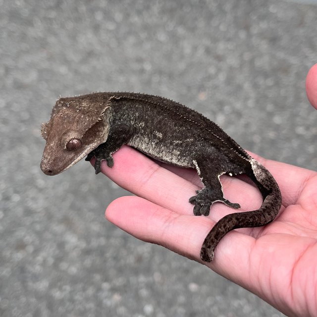 Axanthic Full Pinstripe