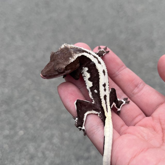 Lilly Axanthic Dark