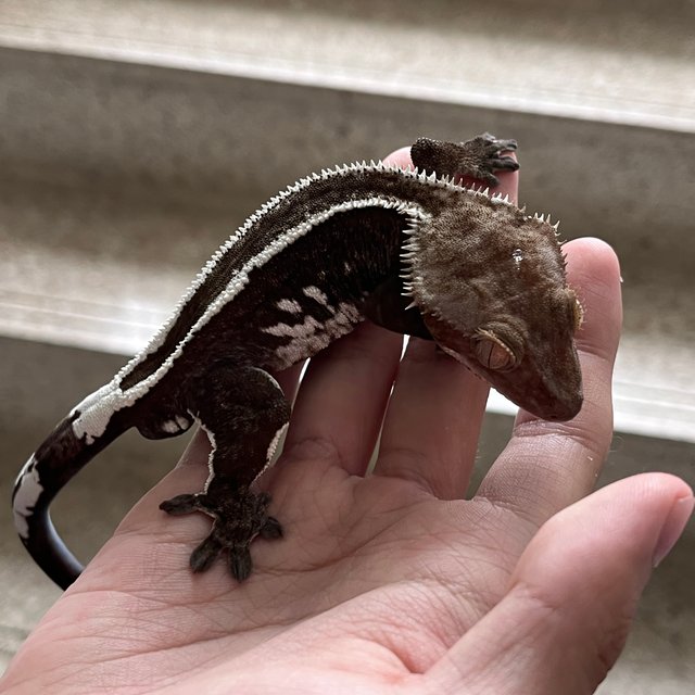 White Spot Super Stripe Axanthic