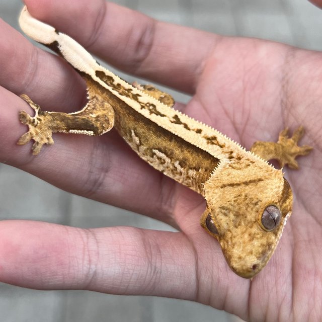 100% Het Axanthic Super Stripe White Spot