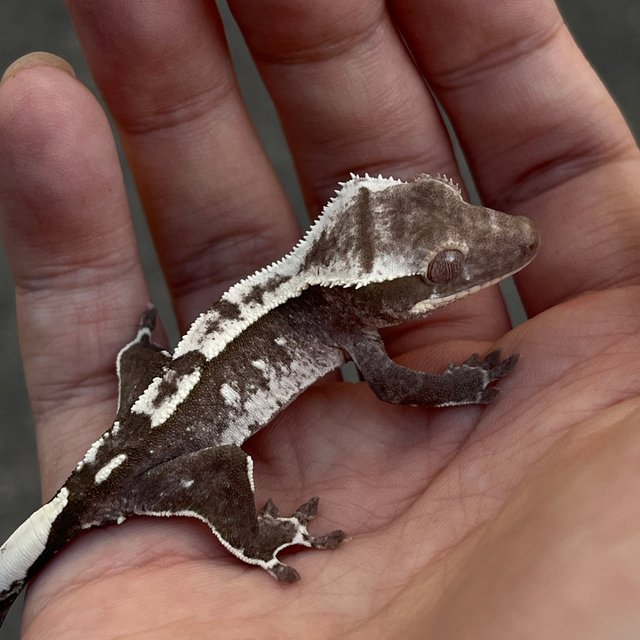 White Spot Axanthic
