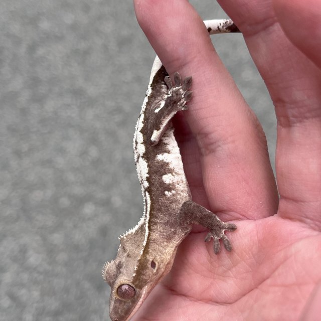 Axanthic White Spot