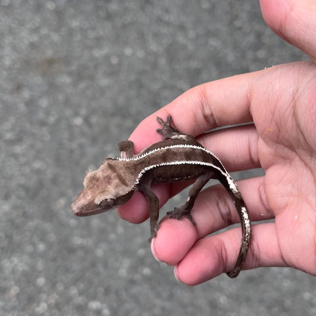 Full Pinstripe Axanthic