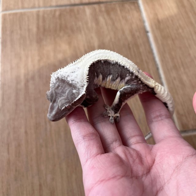 릴잔틱 솔리드백 드리피