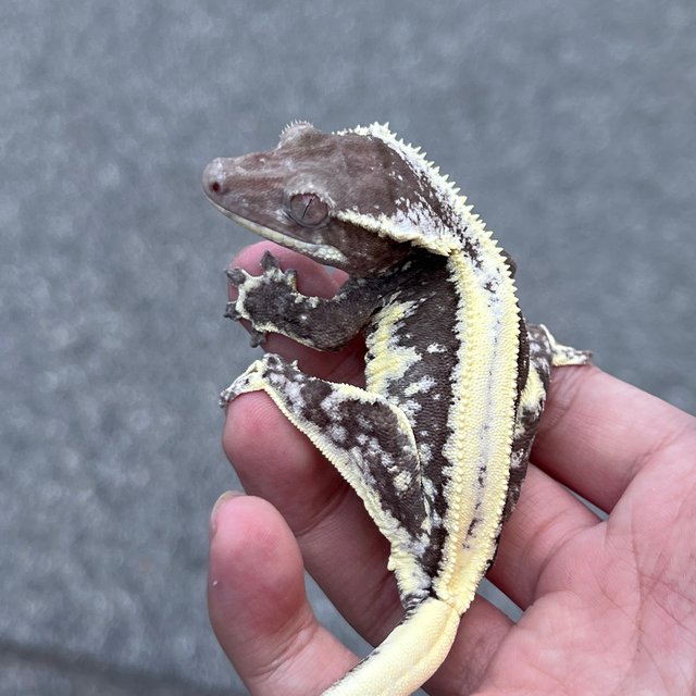 Lilly Axanthic