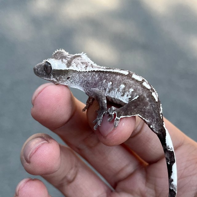 Axanthic White Spot