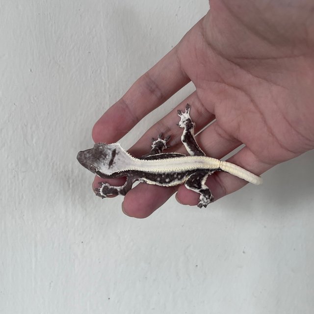 Lilly Axanthic Solid Back Drippy