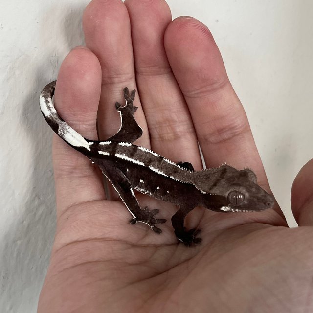 Axanthic White Spot