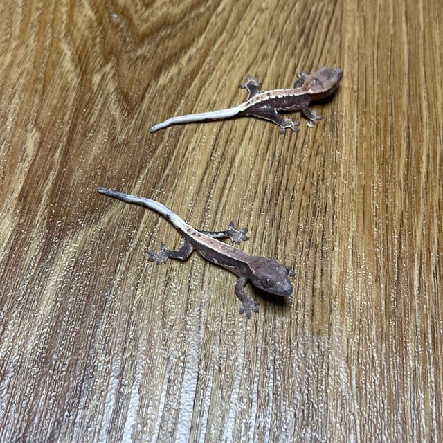 릴리 세이블 100%헷아잔틱 릴리화이트