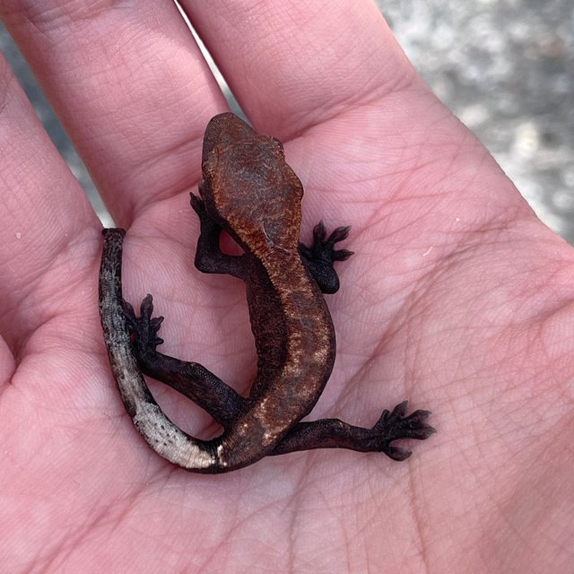 Charcoal Pied