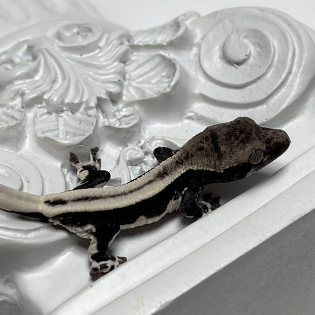 릴잔틱 슈퍼스트라이프