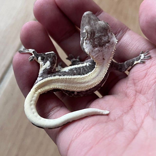 Lilly Axanthic Solid Back