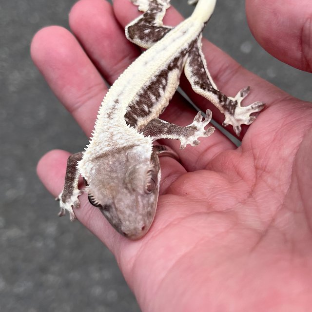 Solid Back Lilly Axanthic