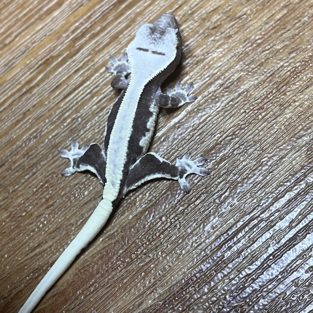 릴잔틱 솔리드백