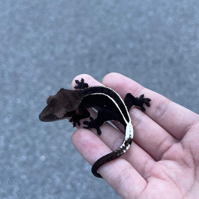 Full Pinstripe Axanthic