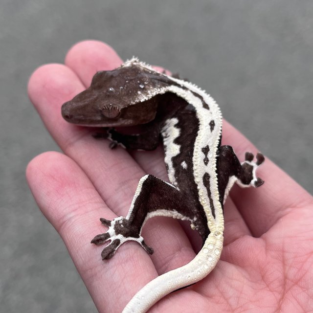 Lilly Axanthic Dark