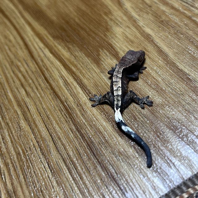 세이블 다크