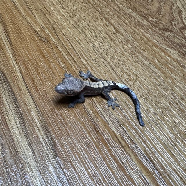 세이블