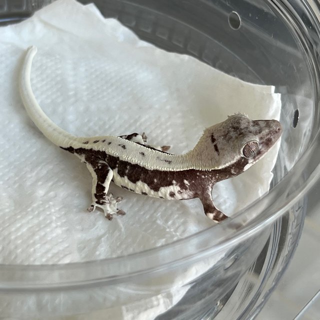 White Lilly Axanthic