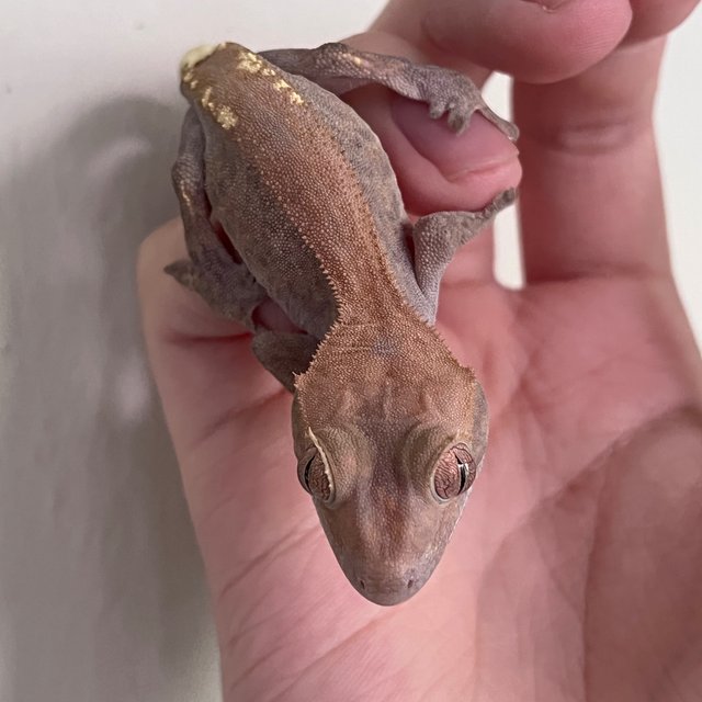 Hypo Cappuccino