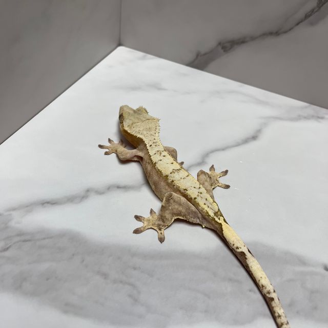 옐로우 크림