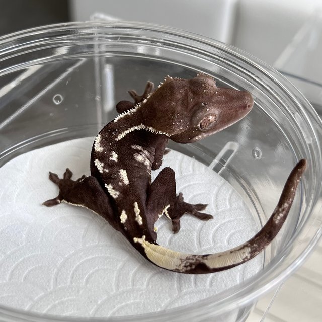Axanthic