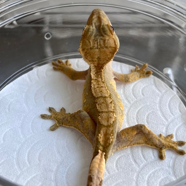 Hypo