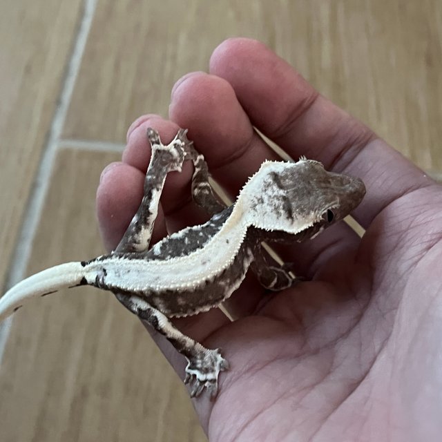 Lilly Axanthic Solid Back