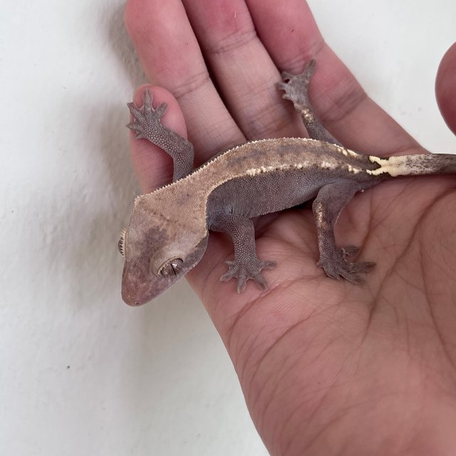 하이포 카푸치노