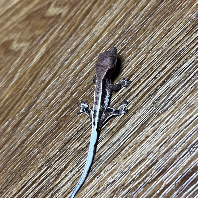 프라푸치노 화이트핀 다크