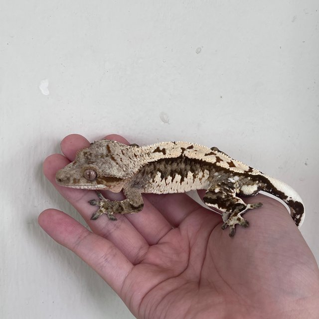100% Het Axanthic White Spot White