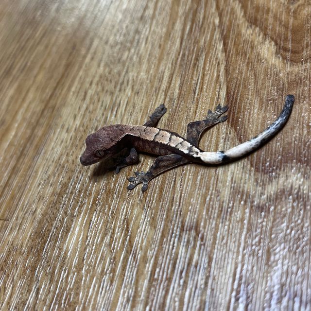세이블