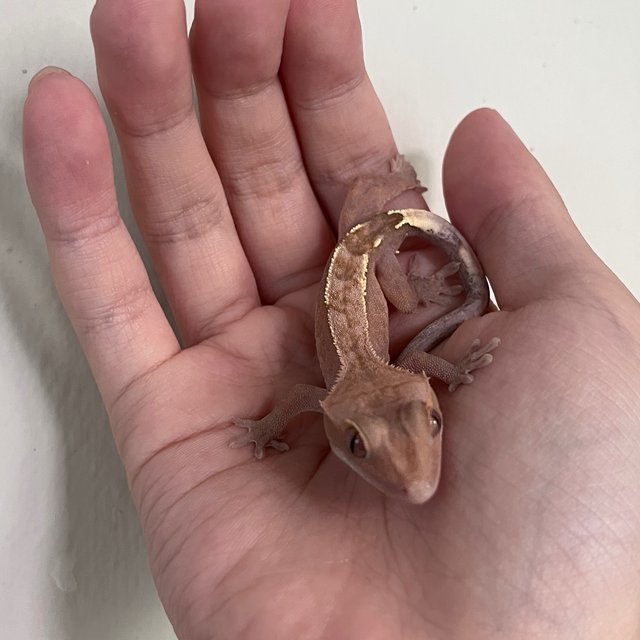 Hypo