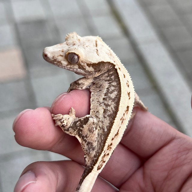 100% Het Axanthic Drippy White Spot