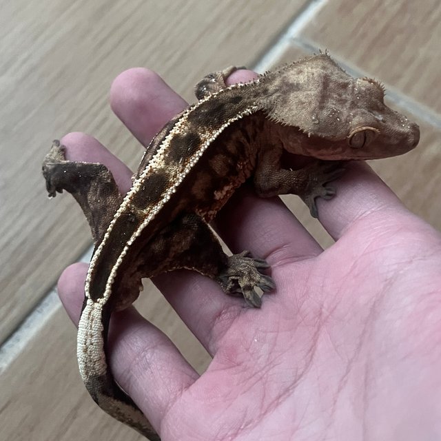 Sable 100% Het Axanthic Empty Back