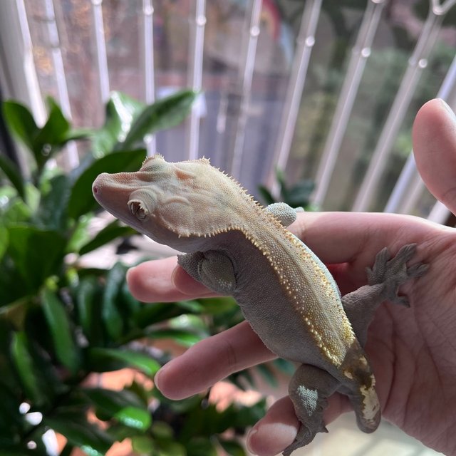 하이포 카푸치노