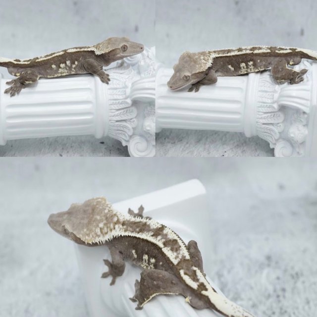 Axanthic White Spot
