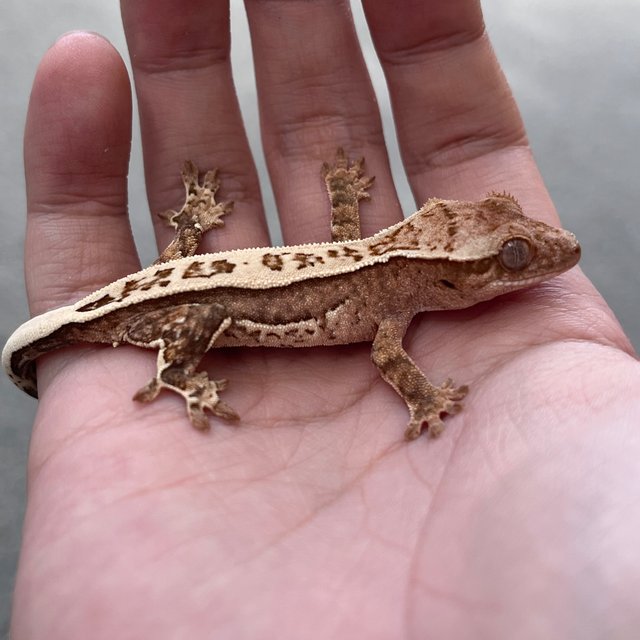 White Spot Drippy 100% Het Axanthic