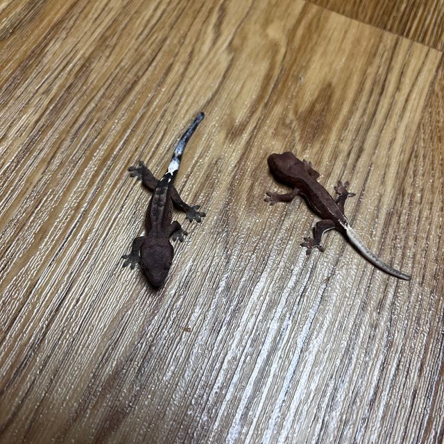 카푸치노 팬텀