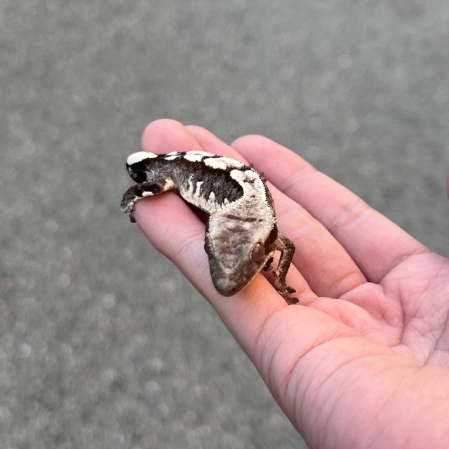White Spot Axanthic