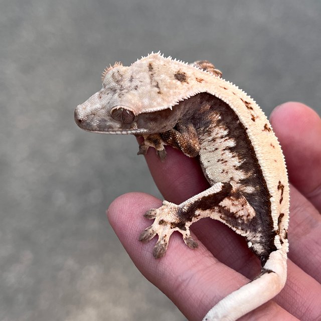 100% Het Axanthic Sable Quad White Spot