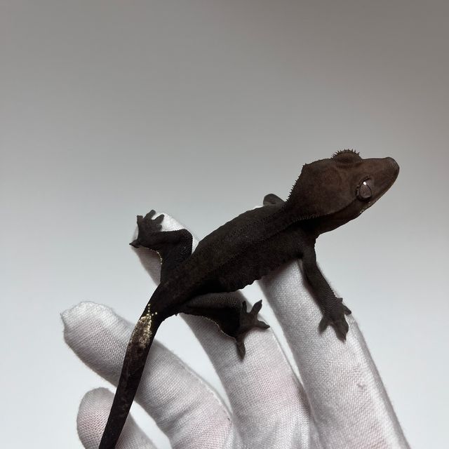 아잔틱
