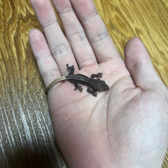 프라푸치노 팬텀 블랙