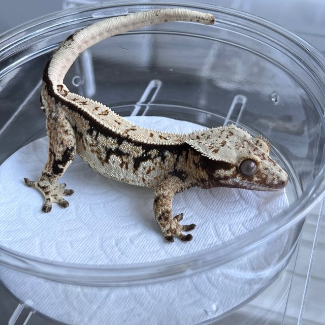 100% Het Axanthic White White Spot